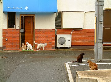 Neighborhood cats