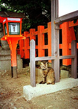 Cat at Yasaka