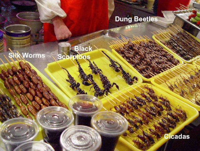Silk worms, black scorpions, dung beetles and cicadas