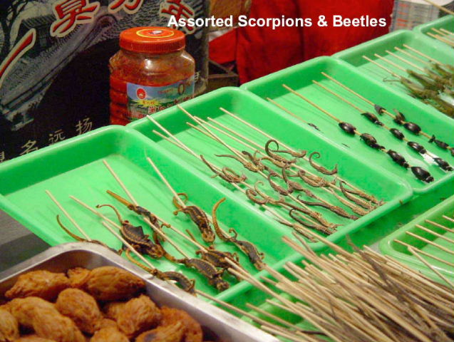 Assorted scorpions and beetles